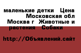 маленькие детки › Цена ­ 10 000 - Московская обл., Москва г. Животные и растения » Собаки   